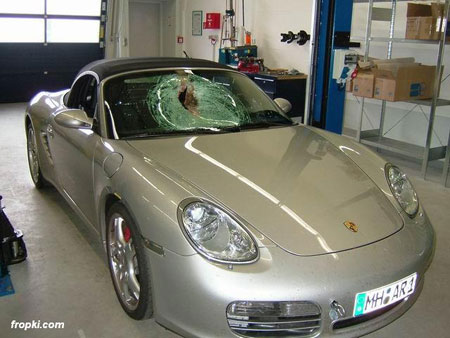 when a bird hits a Porsche speeding at 250 km/hr when a bird hits a Porsche speeding at 250 km/hr