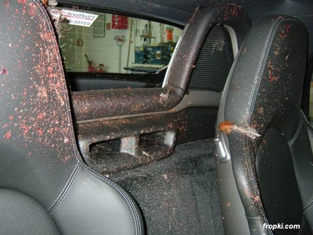 when a bird hits a Porsche speeding at 250 km/hr when a bird hits a Porsche speeding at 250 km/hr