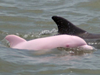 Pink Dolphin Pink Dolphin