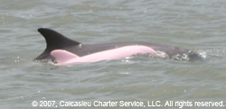 Pink Dolphin