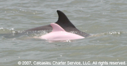 Pink Dolphin