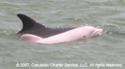 Pink Dolphin