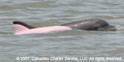 Pink Dolphin