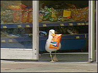 Seagull the Shoplifter Seagull the Shoplifter