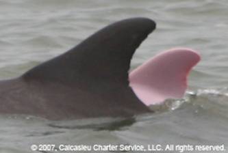 Pink Dolphin