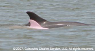 Pink Dolphin