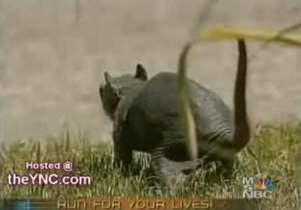 Weird Animal Weird Animal