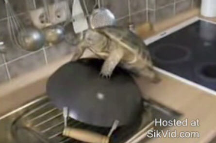 Horny Turtle Horny Turtle