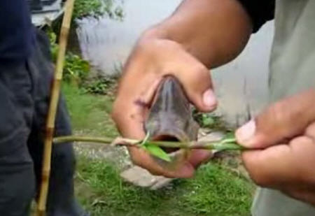 Pirana Pirana