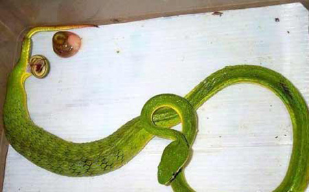 This is how snake lay eggs This is how snake lay eggs