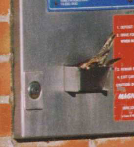 Bird Stole Coins from Vending Machine Bird Stole Coins from Vending Machine