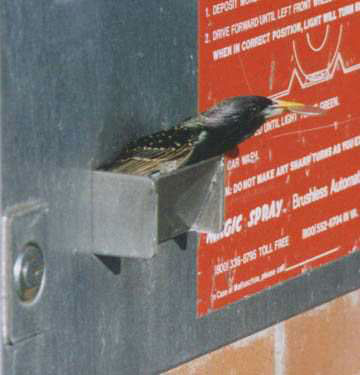 Bird Stole Coins from Vending Machine Bird Stole Coins from Vending Machine
