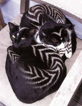 Painted Cats