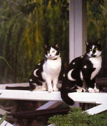 Painted Cats