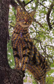 Painted Cats