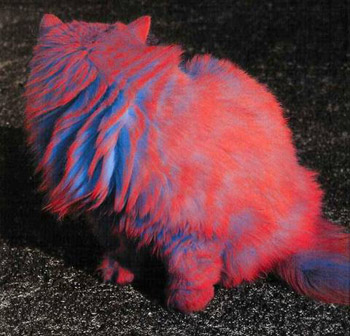 Painted Cats