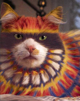 Painted Cats