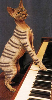 Painted Cats