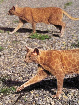 Painted Cats
