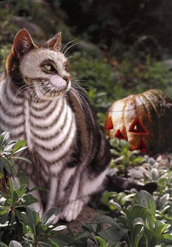 Painted Cats