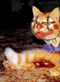 Painted Cats