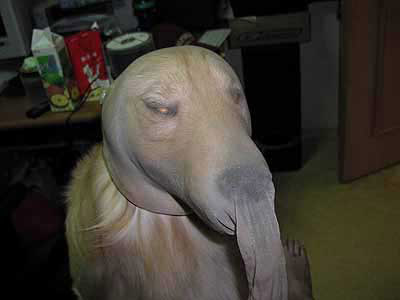 Crazy Pets Owner Crazy Pets Owner
