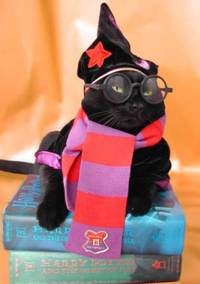 Crazy Pets Owner Crazy Pets Owner