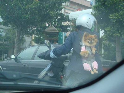 Cute Dog