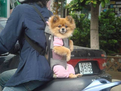 Cute Dog