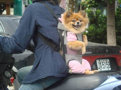 Cute Dog