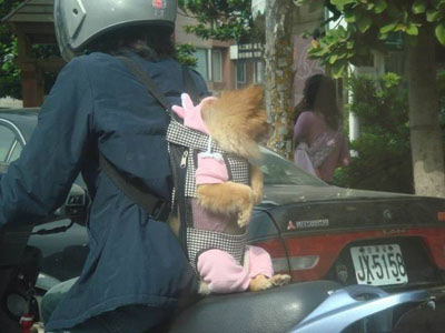Cute Dog