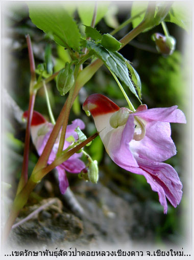 Parrot Flower in Thailand Parrot Flower in Thailand