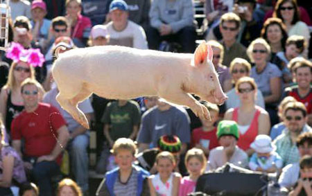 Pig Competition