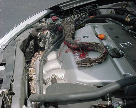 Snake In Car