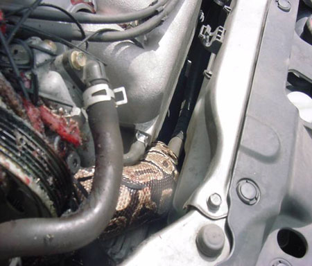 Snake In Car