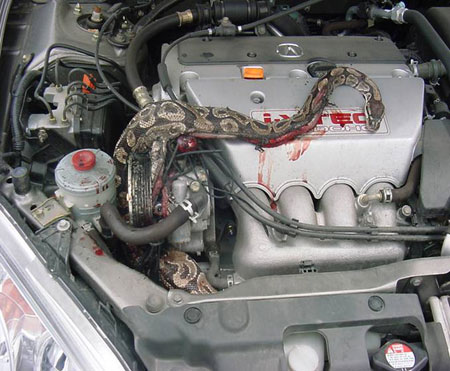 Snake In Car