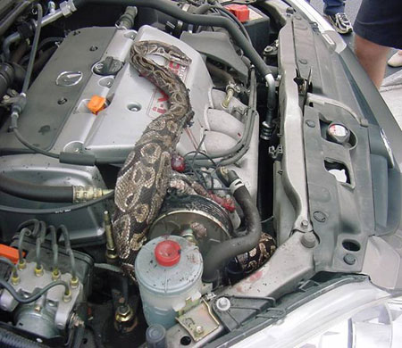 Snake In Car