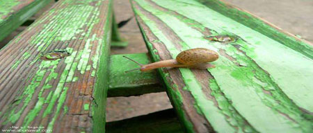 How a snail cross over