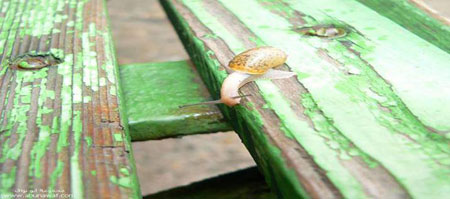 How a snail cross over