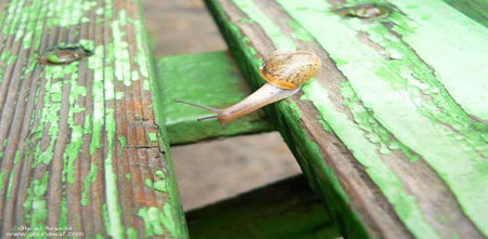 How a snail cross over