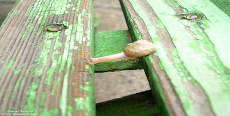 How a snail cross over