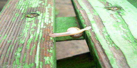 How a snail cross over