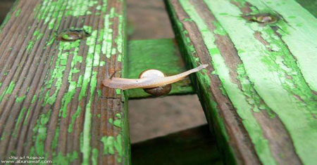 How a snail cross over