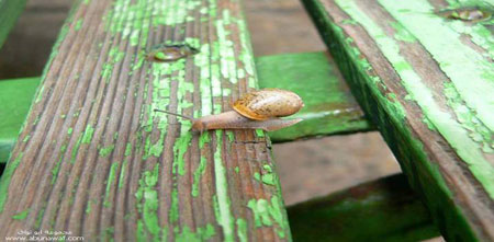 How a snail cross over